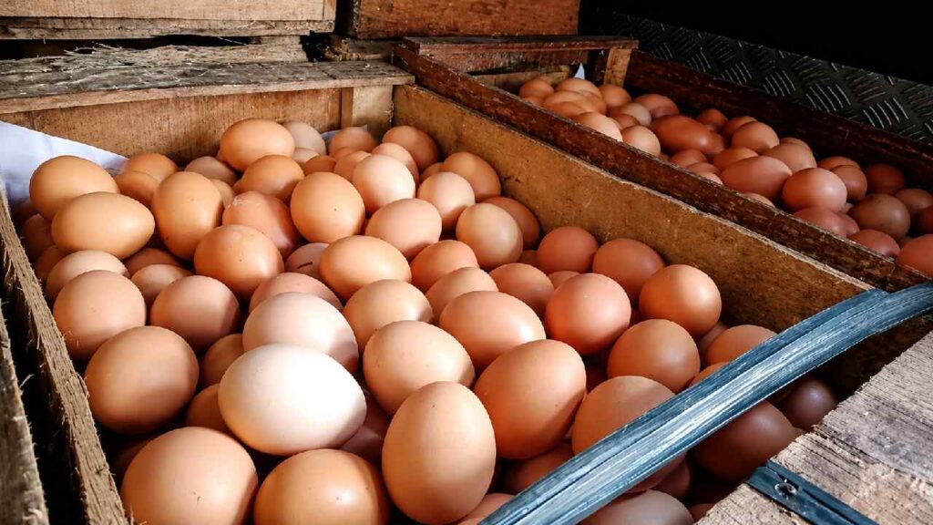Kementan Tahan Kenaikan Harga Pakan, Program MBG Didorong Serap Produksi Telur