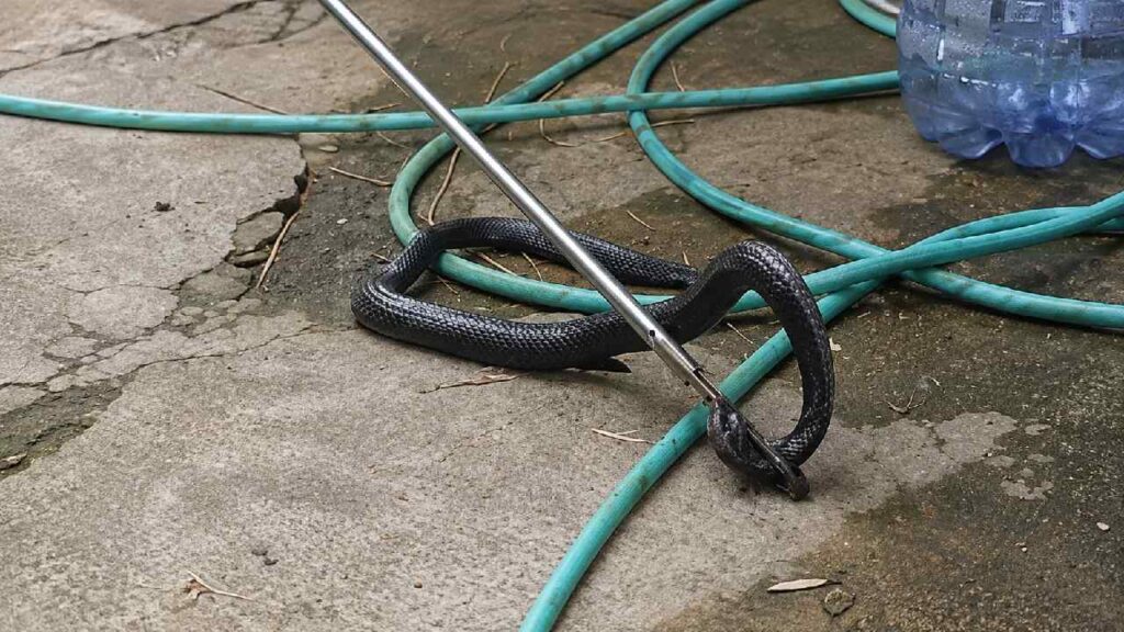 Kobra Ditemukan Menelan Pisau Dapur, Diduga Dipicu Kondisi Stres